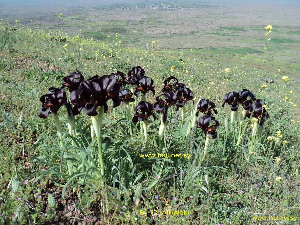 Iris swensoniana Chaudhary, G.Kirkw. & C.Weymouth